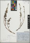 Foto von Salix repens L.